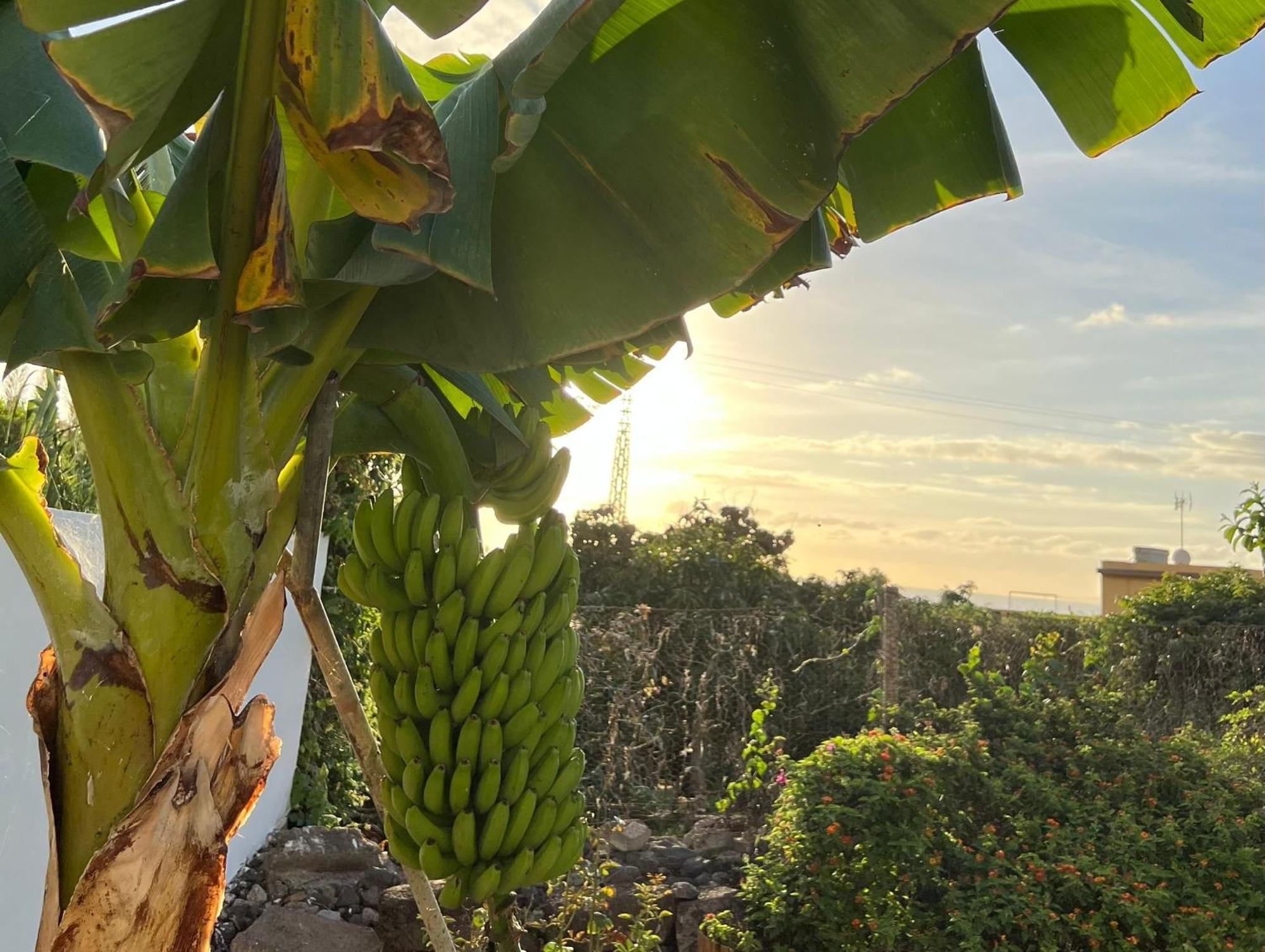 蓬达德尔伊达尔戈Un Paraiso En Tenerife别墅 外观 照片